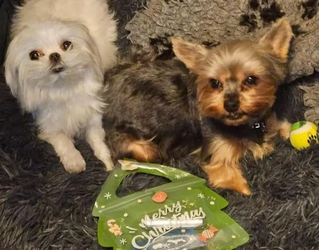 Avec Jardin Rosendael Proche Apartment *